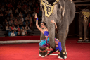 Шоу Индийских Слонов