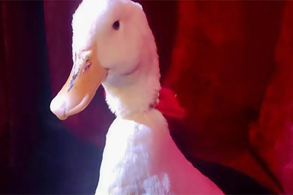 Иллюзионное шоу клоунов "Шутки-утки"