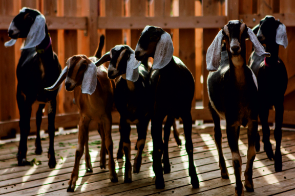 &Dcy;&iecy;&ncy;&softcy; &ncy;&acy; &fcy;&iecy;&rcy;&mcy;&iecy; &ncy;&ucy;&bcy;&icy;&jcy;&scy;&kcy;&icy;&khcy; &kcy;&ocy;&zcy;