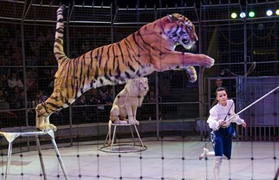 &TScy;&icy;&rcy;&kcy; &ucy;&dcy;&icy;&vcy;&icy;&tcy;&iecy;&lcy;&softcy;&ncy;&ycy;&khcy; &zcy;&vcy;&iecy;&rcy;&iecy;&jcy;