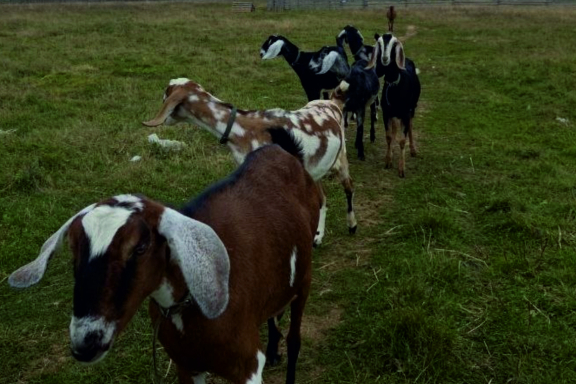 &Dcy;&iecy;&ncy;&softcy; &ncy;&acy; &fcy;&iecy;&rcy;&mcy;&iecy; &ncy;&ucy;&bcy;&icy;&jcy;&scy;&kcy;&icy;&khcy; &kcy;&ocy;&zcy;