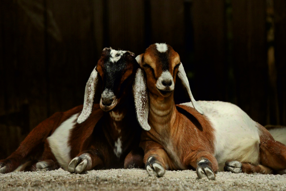 &Dcy;&iecy;&ncy;&softcy; &ncy;&acy; &fcy;&iecy;&rcy;&mcy;&iecy; &ncy;&ucy;&bcy;&icy;&jcy;&scy;&kcy;&icy;&khcy; &kcy;&ocy;&zcy;