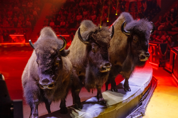 Пять континентов