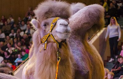 &TScy;&icy;&rcy;&kcy; &ucy;&dcy;&icy;&vcy;&icy;&tcy;&iecy;&lcy;&softcy;&ncy;&ycy;&khcy; &zcy;&vcy;&iecy;&rcy;&iecy;&jcy;