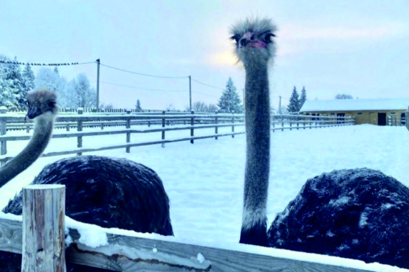 Новый год на ферме